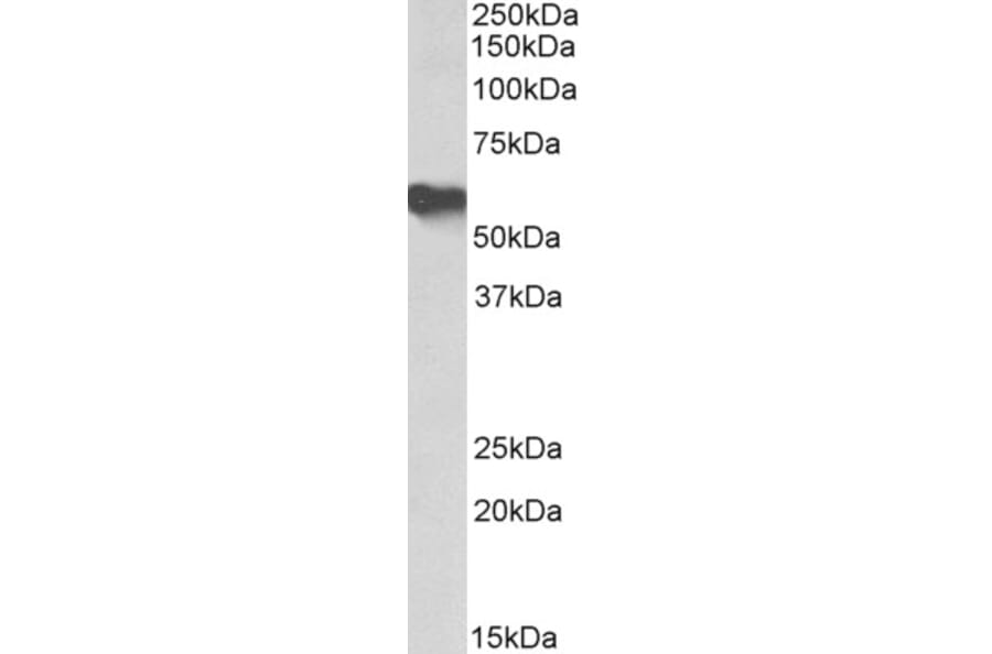 Western Blot - Anti-Fetuin A Antibody (A85155) - Antibodies.com