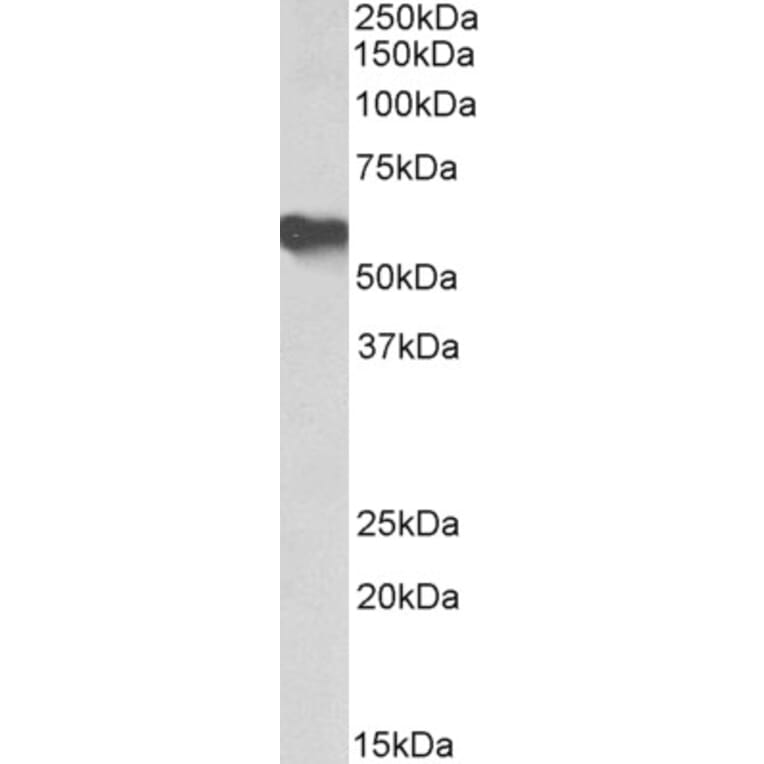 Western Blot - Anti-Fetuin A Antibody (A85155) - Antibodies.com