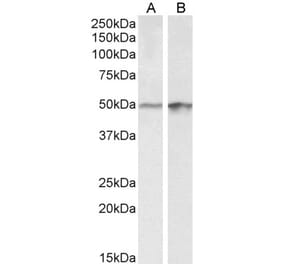 Western Blot - Anti-E2F4 Antibody (A85159) - Antibodies.com