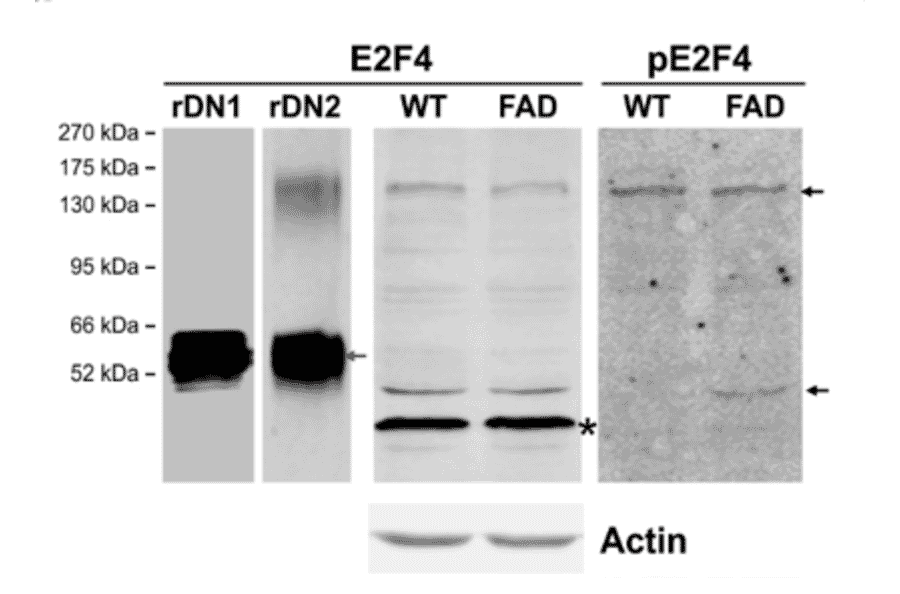 Western Blot - Anti-E2F4 Antibody - Antibodies.com