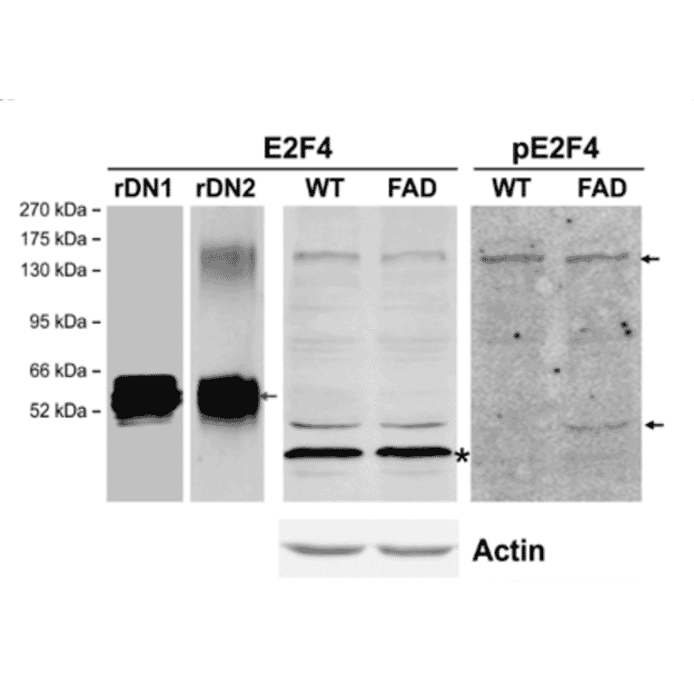 Western Blot - Anti-E2F4 Antibody - Antibodies.com