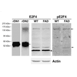 Western Blot - Anti-E2F4 Antibody - Antibodies.com