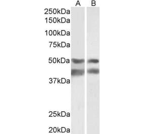 Western Blot - Anti-E2F4 Antibody (A85159) - Antibodies.com