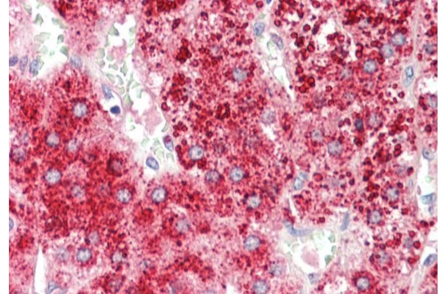 Immunohistochemistry - Anti-Apo-D Antibody (A85162) - Antibodies.com