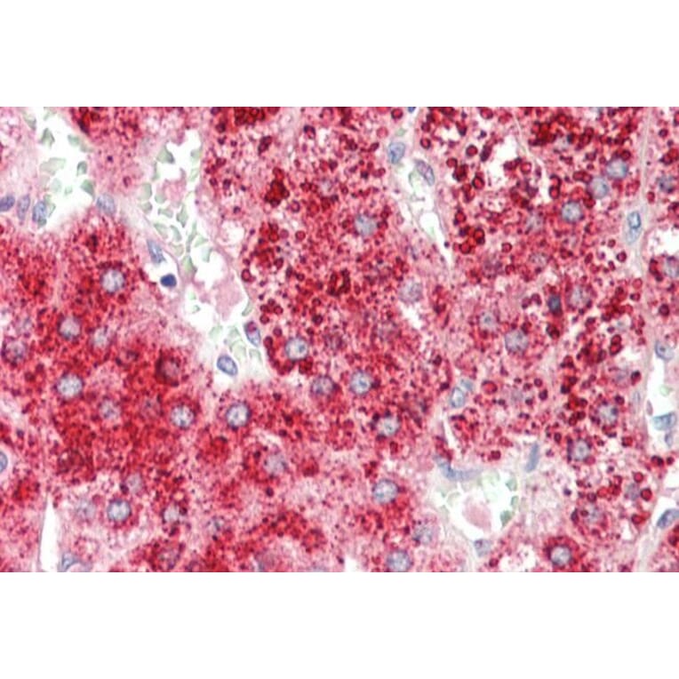 Immunohistochemistry - Anti-Apo-D Antibody (A85162) - Antibodies.com