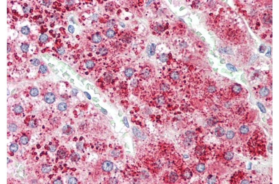 Immunohistochemistry - Anti-Apo-D Antibody (A85163) - Antibodies.com