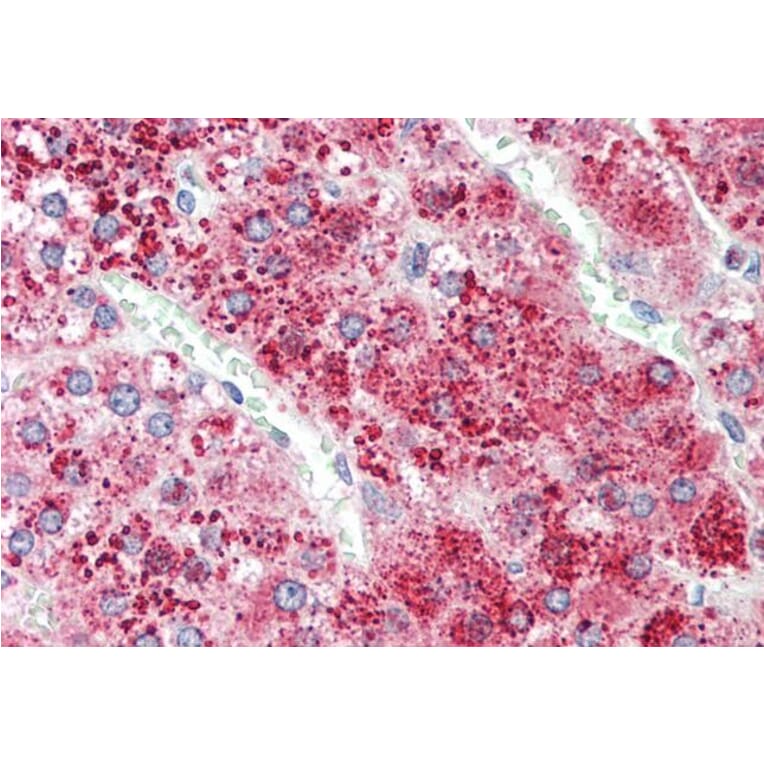 Immunohistochemistry - Anti-Apo-D Antibody (A85163) - Antibodies.com