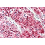 Immunohistochemistry - Anti-Apo-D Antibody (A85163) - Antibodies.com