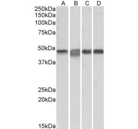 Western Blot - Anti-MEK2 Antibody (A85164) - Antibodies.com