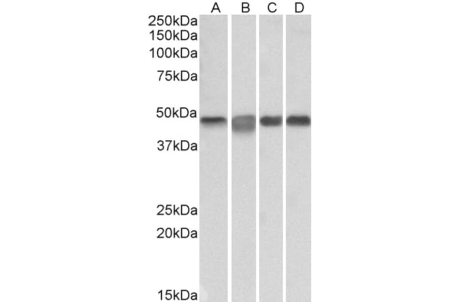Western Blot - Anti-MEK2 Antibody (A85164) - Antibodies.com