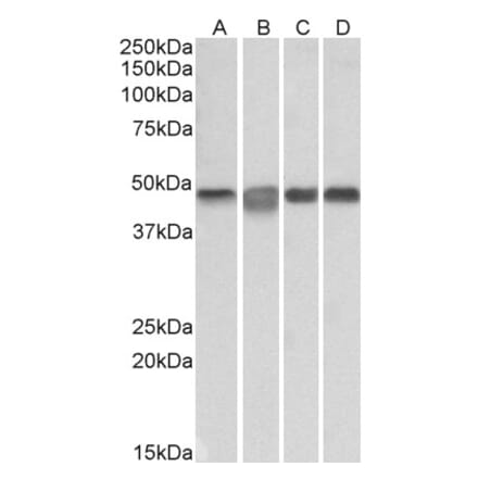 Western Blot - Anti-MEK2 Antibody (A85164) - Antibodies.com