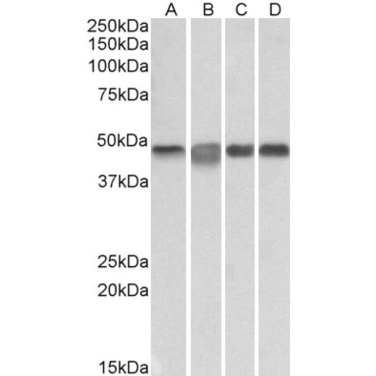 Western Blot - Anti-MEK2 Antibody (A85164) - Antibodies.com