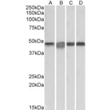 Western Blot - Anti-MEK2 Antibody (A85164) - Antibodies.com