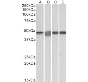 Western Blot - Anti-MAP2K2 Antibody (A85164) - Antibodies.com
