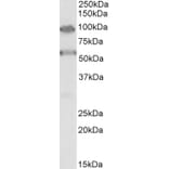 Western Blot - Anti-TBC1D9 Antibody (A85165) - Antibodies.com