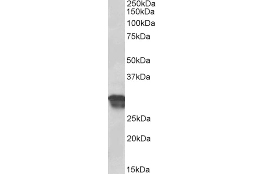 Western Blot - Anti-Cyclin D1 Antibody (A85171) - Antibodies.com