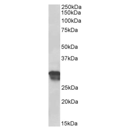 Western Blot - Anti-Cyclin D1 Antibody (A85171) - Antibodies.com
