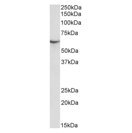 Western Blot - Anti-Munc18c Antibody (A85173) - Antibodies.com