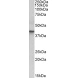 Western Blot - Anti-Cytokeratin 19 Antibody (A85178) - Antibodies.com