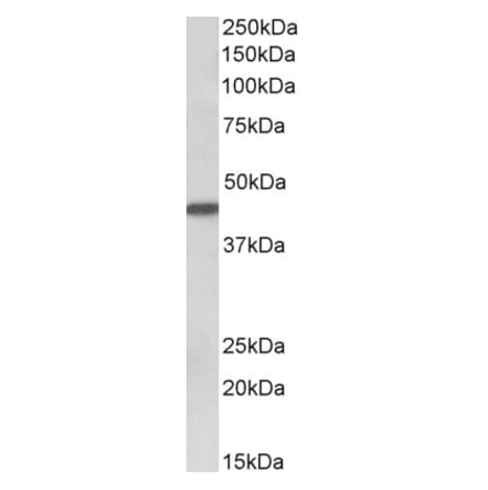 Western Blot - Anti-Cytokeratin 19 Antibody (A85180) - Antibodies.com