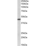 Western Blot - Anti-Cytokeratin 19 Antibody (A85180) - Antibodies.com