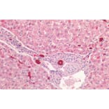 Immunohistochemistry - Anti-Cytokeratin 19 Antibody (A85180) - Antibodies.com