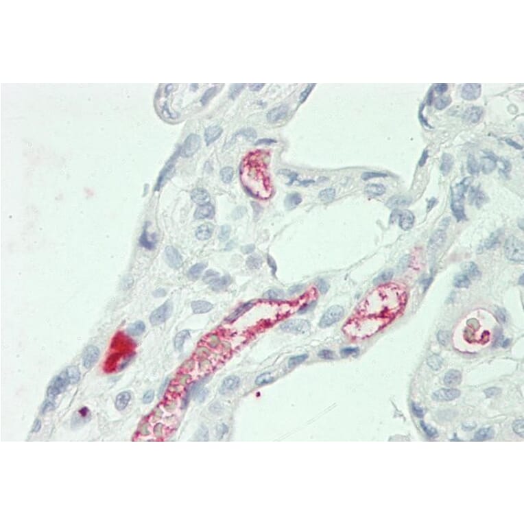 Immunohistochemistry - Anti-alpha 2 Macroglobulin Antibody (A85183) - Antibodies.com