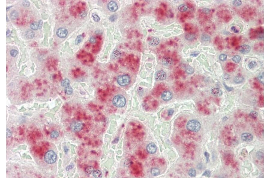 Immunohistochemistry - Anti-alpha 2 Macroglobulin Antibody (A85183) - Antibodies.com
