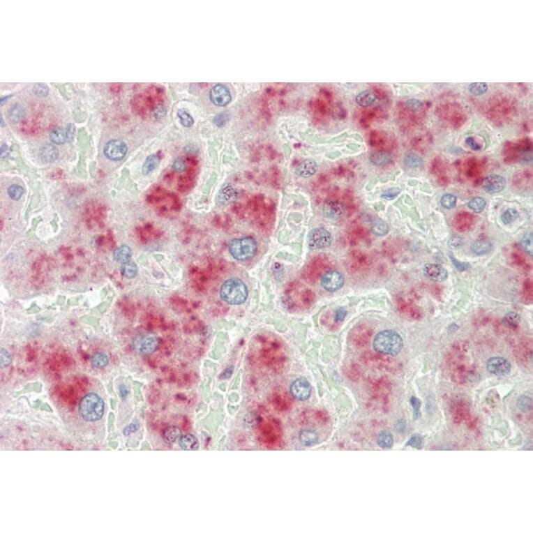 Immunohistochemistry - Anti-alpha 2 Macroglobulin Antibody (A85183) - Antibodies.com