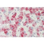 Immunohistochemistry - Anti-alpha 2 Macroglobulin Antibody (A85183) - Antibodies.com