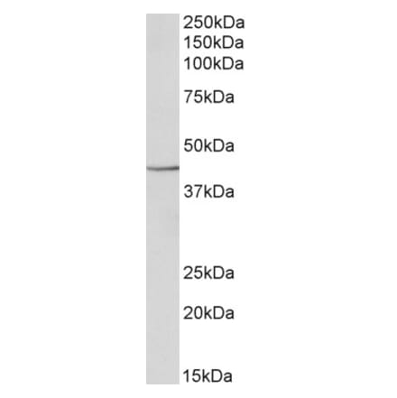 Western Blot - Anti-PGK1 Antibody (A85186) - Antibodies.com