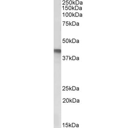 Western Blot - Anti-SERPINB1 Antibody (A85187) - Antibodies.com