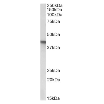 Western Blot - Anti-SERPINB1 Antibody (A85187) - Antibodies.com