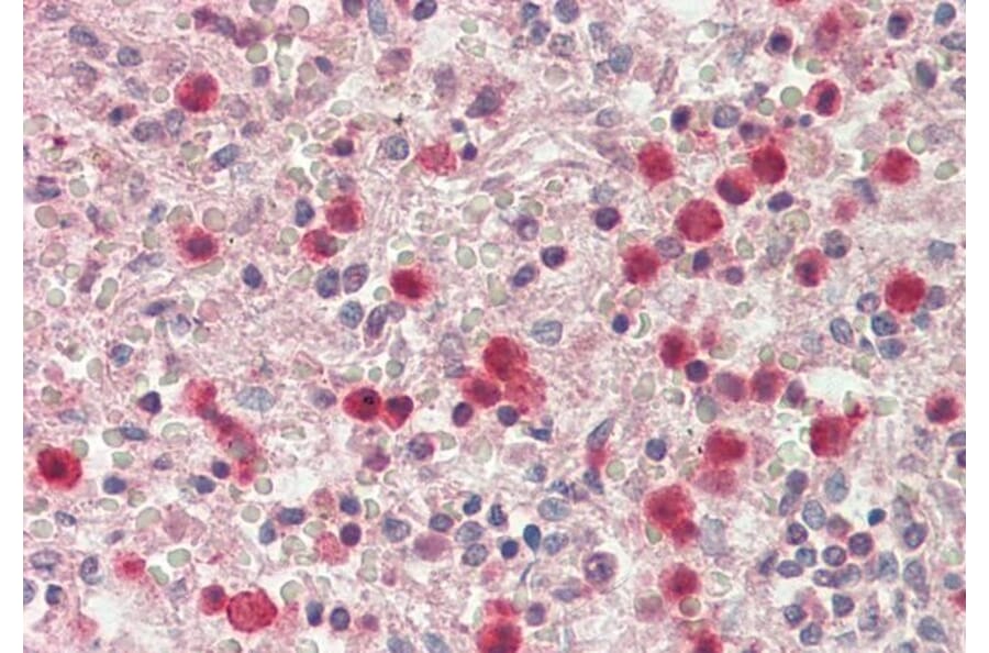 Immunohistochemistry - Anti-SERPINB1 Antibody (A85187) - Antibodies.com