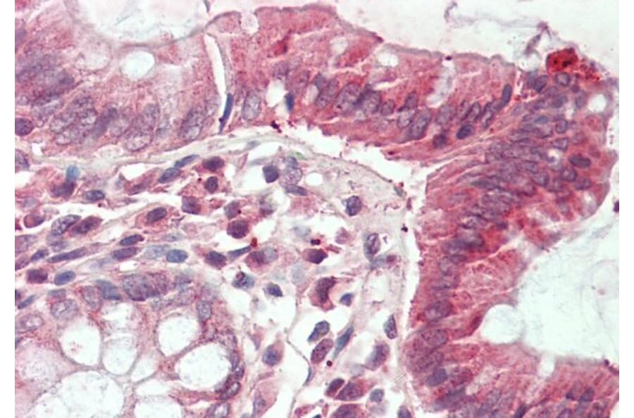 Immunohistochemistry - Anti-CLIC1 Antibody (A85190) - Antibodies.com