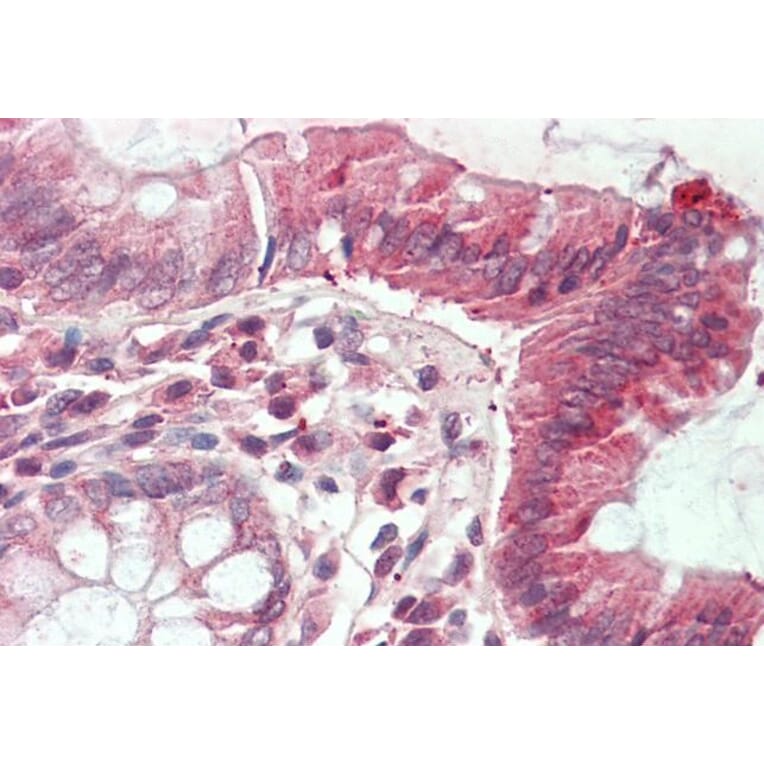 Immunohistochemistry - Anti-CLIC1 Antibody (A85190) - Antibodies.com
