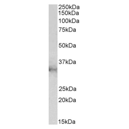 Western Blot - Anti-CLIC1 Antibody (A85190) - Antibodies.com