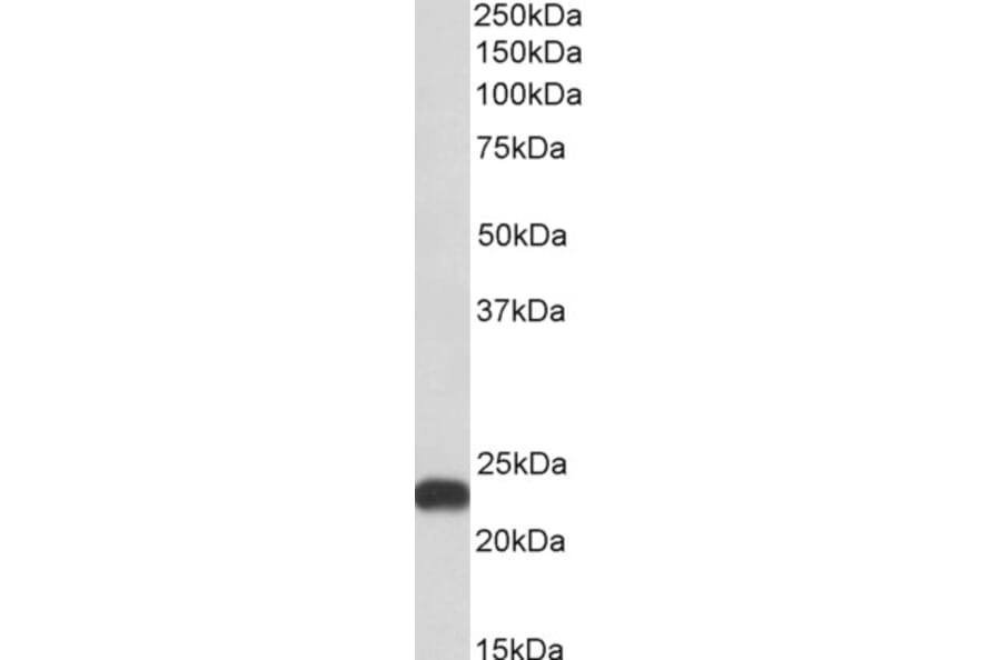 Western Blot - Anti-FLR Antibody (A85191) - Antibodies.com