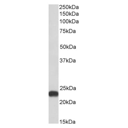Western Blot - Anti-FLR Antibody (A85191) - Antibodies.com