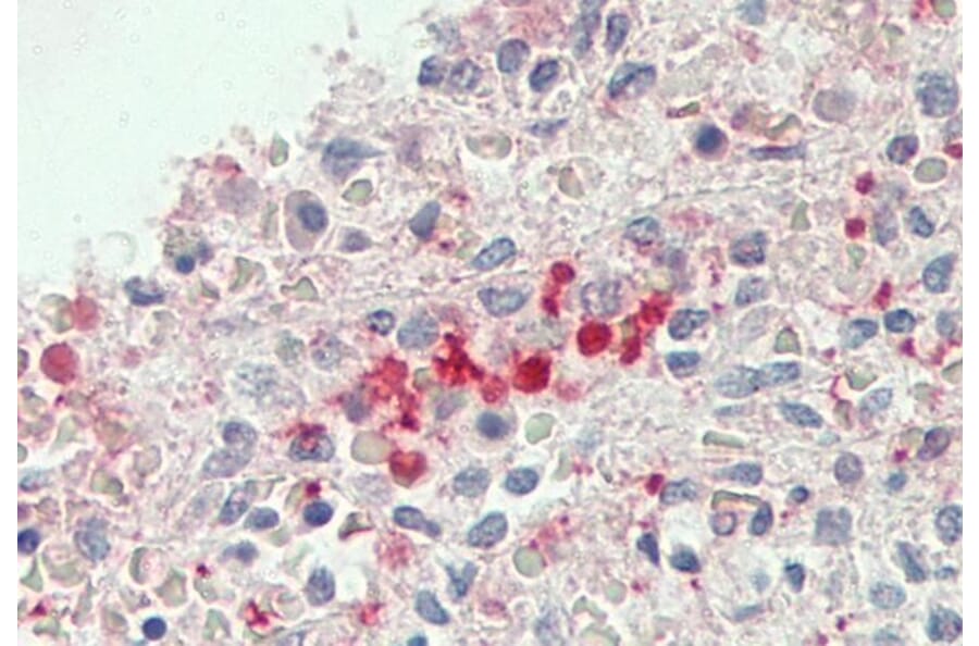 Immunohistochemistry - Anti-FLR Antibody (A85192) - Antibodies.com