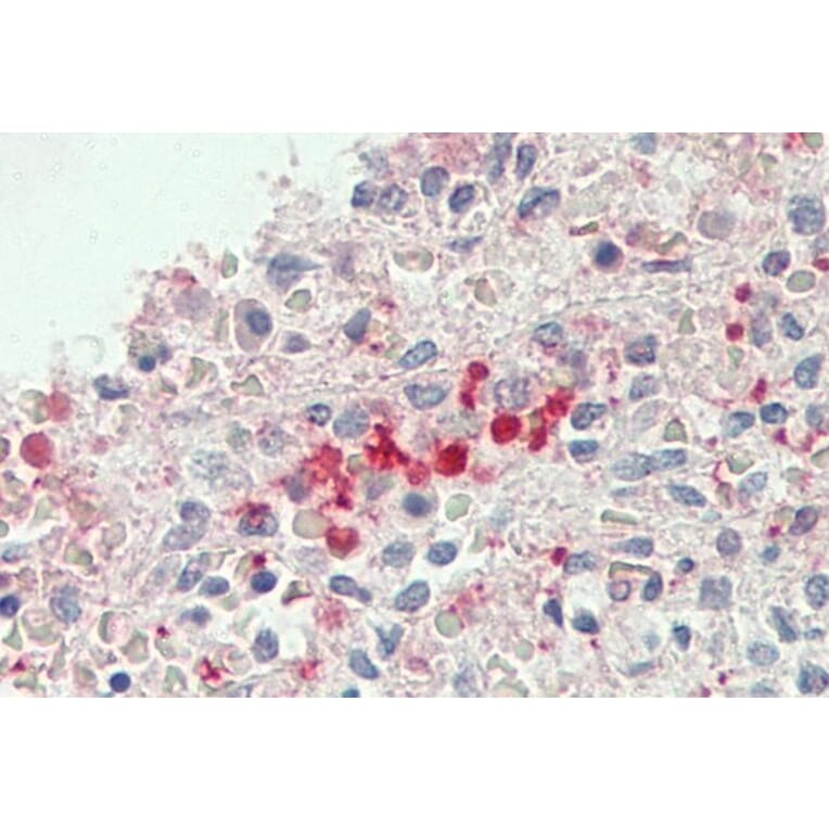 Immunohistochemistry - Anti-FLR Antibody (A85192) - Antibodies.com