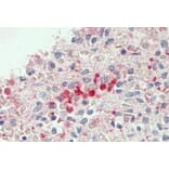 Immunohistochemistry - Anti-FLR Antibody (A85192) - Antibodies.com