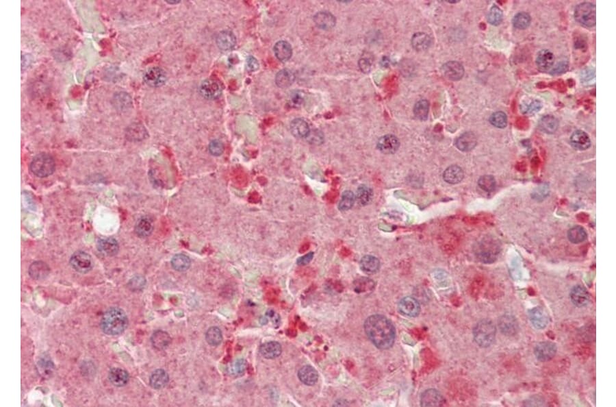 Immunohistochemistry - Anti-FLR Antibody (A85192) - Antibodies.com