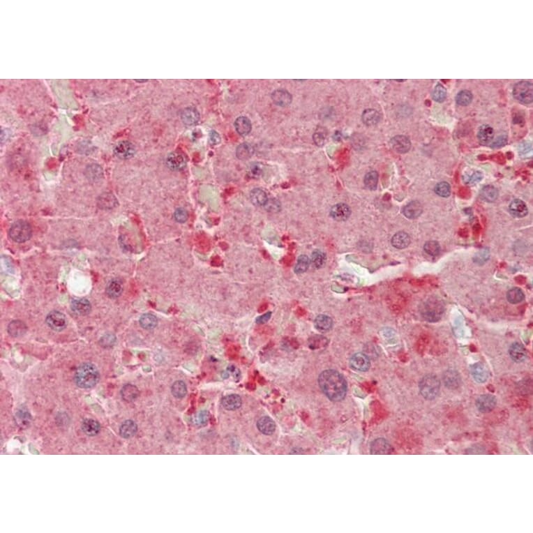 Immunohistochemistry - Anti-FLR Antibody (A85192) - Antibodies.com
