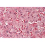 Immunohistochemistry - Anti-FLR Antibody (A85192) - Antibodies.com