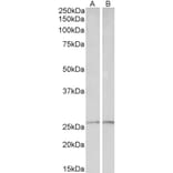 Western Blot - Anti-Peroxiredoxin 6 Antibody (A85193) - Antibodies.com