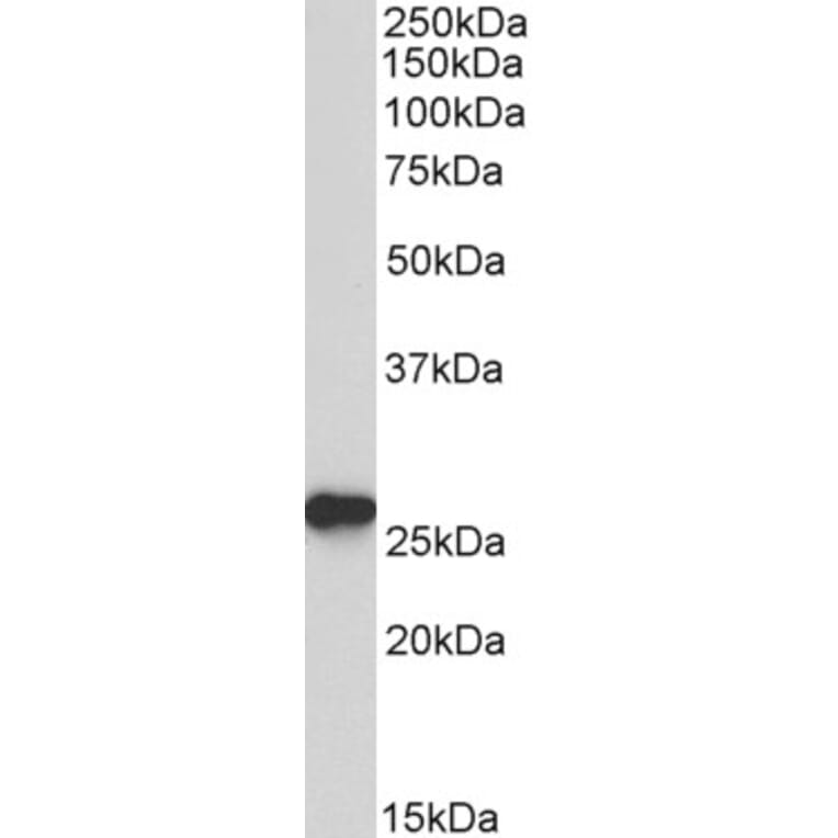 Western Blot - Anti-Peroxiredoxin 6 Antibody (A85193) - Antibodies.com