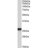 Western Blot - Anti-Peroxiredoxin 6 Antibody (A85193) - Antibodies.com