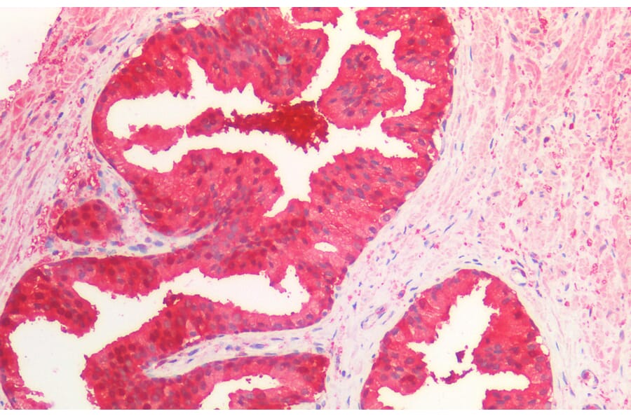 Immunohistochemistry - Anti-Peroxiredoxin 6 Antibody (A85193) - Antibodies.com