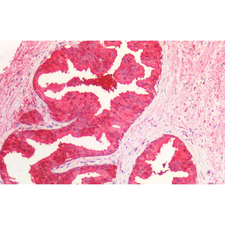 Immunohistochemistry - Anti-Peroxiredoxin 6 Antibody (A85193) - Antibodies.com